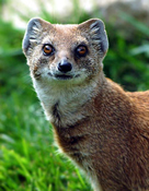 SingingMongoose's Avatar