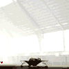 Ame�icano's Avatar