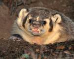FistyTheBadger's Avatar
