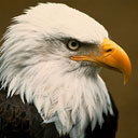 Screaming Eagle's Avatar
