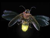 FireFly's Avatar