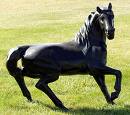 Mustang's Avatar