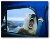 polarbear's Avatar