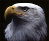 Mr Liberty's Avatar