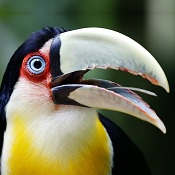expat_panama's Avatar