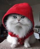 Steerpike's Avatar