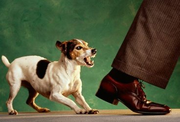 $getty_rm_photo_of_dog_biting_mans_ankle[1].jpg