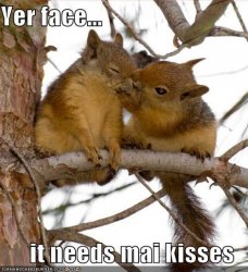 $funny-pictures-kissing-squirrels-1.jpg