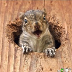 $funny-squirrel-awesome-23.jpg
