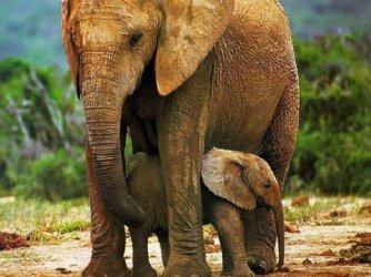 $Elephant protecting baby.jpg