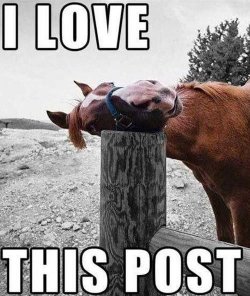 $i-love-this-post-horse.jpg