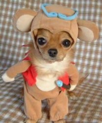 $funny-dog-costume.jpg