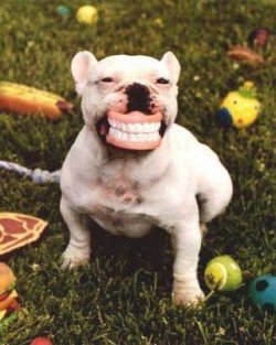 $Cute-Funny-Dog-2012-07.jpg