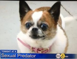 $predator dog.jpg