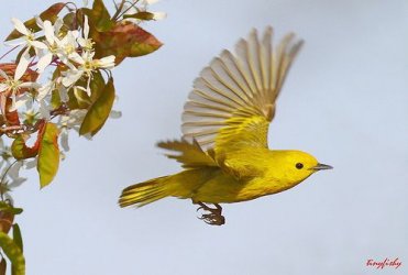 $Yellow Warbler Flying.jpg