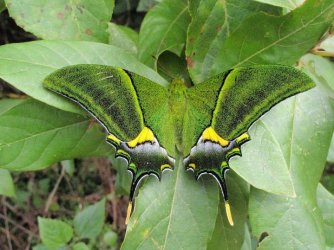 $25 MBBOE Kaiser i-hind swallowtail Teinopalpus imperialis.jpg