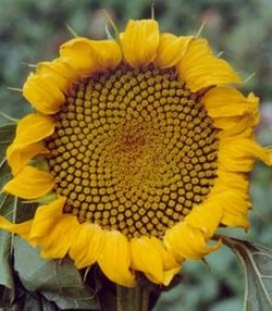 $sunflower3.jpg