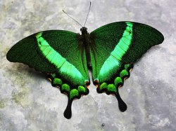 $! 01 Green-banded Swallowtail - Papilio palinurus.jpg