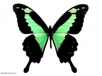 $Green Congo Swallowtail, Papilio phorcas congoanus).jpg