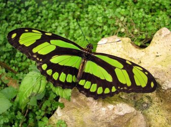 $25 MBBOE Scarce-Bamboo-Page-or-Dido-Longwing-Philaethria-dido.jpg