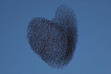 $Starlings-in-the-shape-of-a-heart.jpg