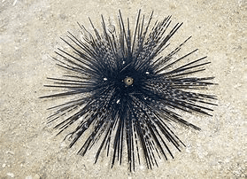Long-Spined Sea Urchin of Cancun.png