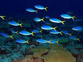 Indian Ocean Fish 2.png
