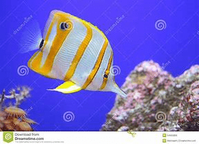 Indian Ocean Fish 5.png