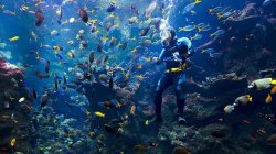 Coral Reef Phillippines.jpg