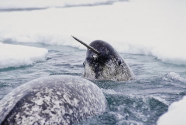 narwhal-ice Hornfish Narwhals.jpg