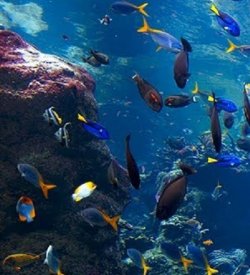 Coral Reef Phillippines 4.jpg