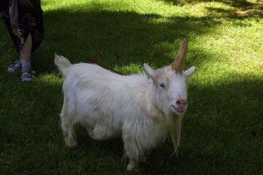 $unicorn-goat.jpg