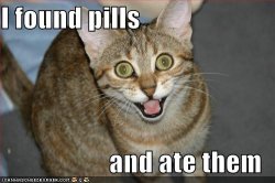 $lolcat-funny-picture-found-pills-ate-eat.jpg
