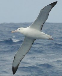 $BirdSongs_-_Royal_Albatross.jpg