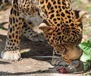 $African Lepord sniffing a mouse.jpg