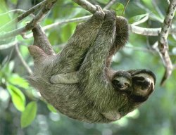 $three-toad-sloth-&-baby.jpg