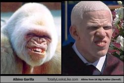 $albino-gorilla-totally-looks-like-albino-from-uk-big-brother.jpg