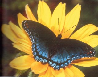 $Red spotted Purple Butterfly on Rudbeckia hirta Black eyed susan.jpg