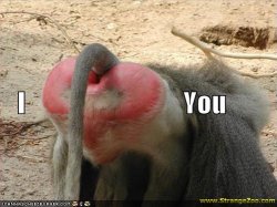$funny-pictures-baboon-butt-heart.jpg