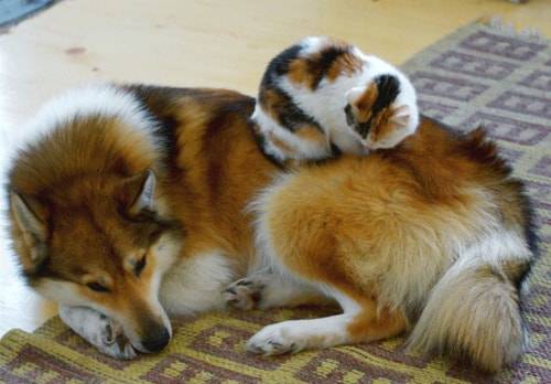 cats-on-dogs5.jpg
