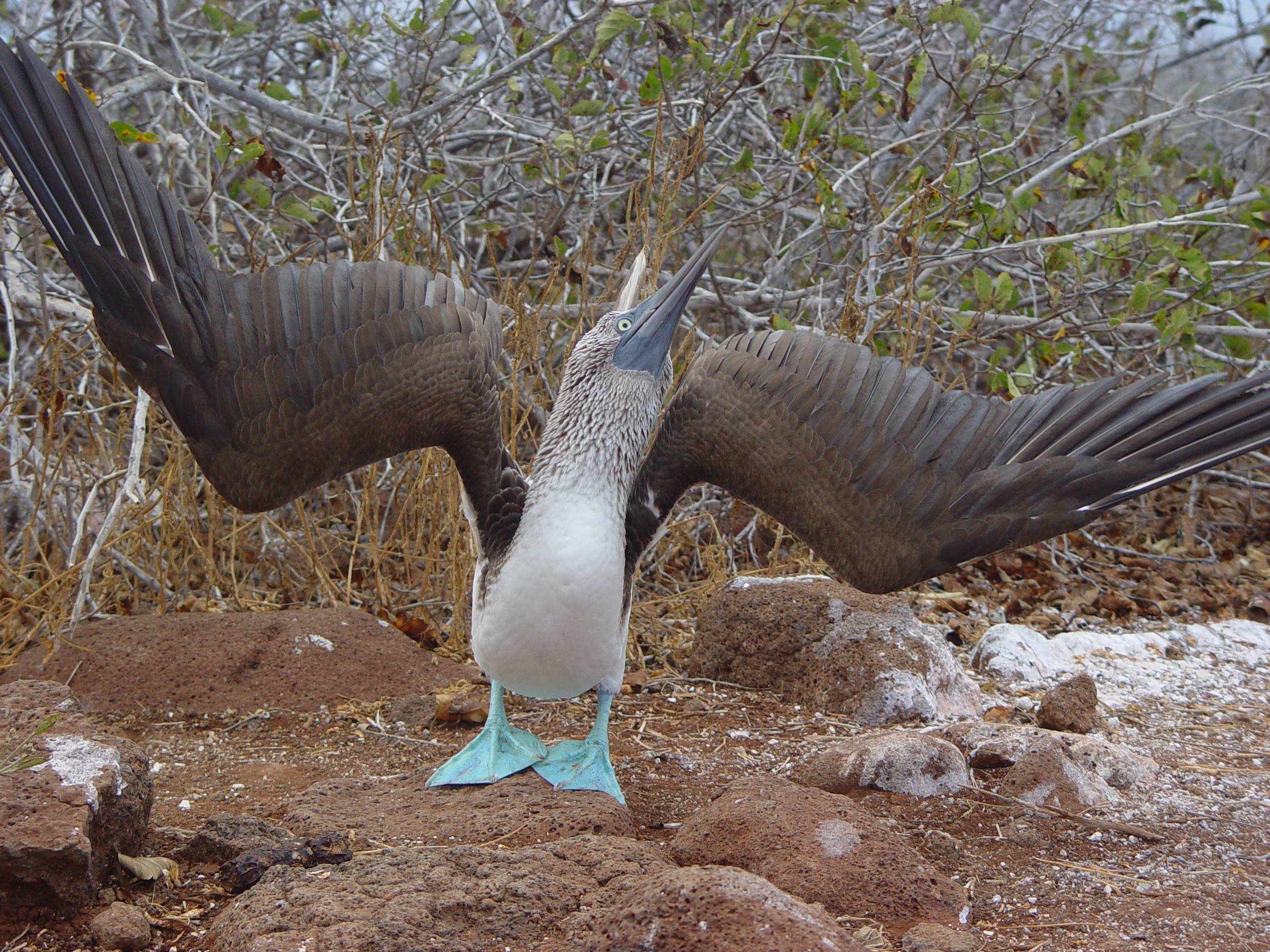 Blue-footed_Booby_(Sula_nebouxii)_-displaying.jpg
