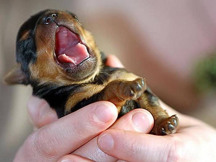 puppy-yawn-big.jpg