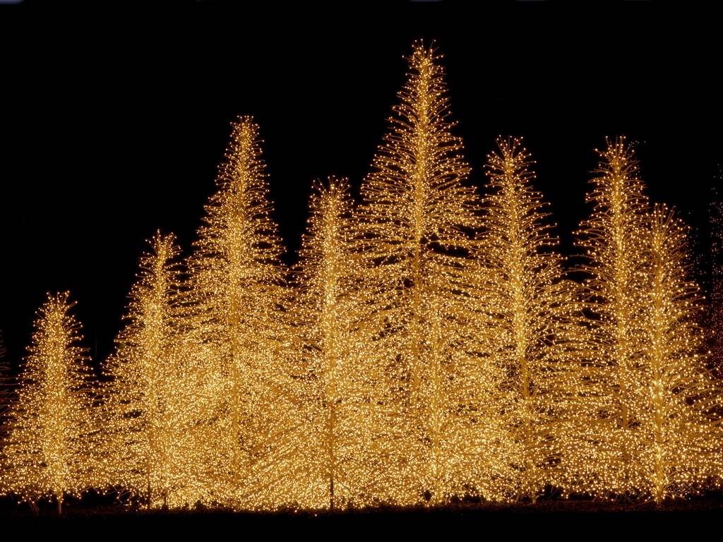 Christmas-Trees-christmas-2736137-1024-768.jpg