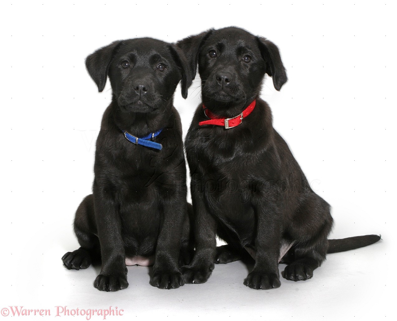 35951-Two-Black-Labrador-Retriever-pups-sitting-white-background.jpg