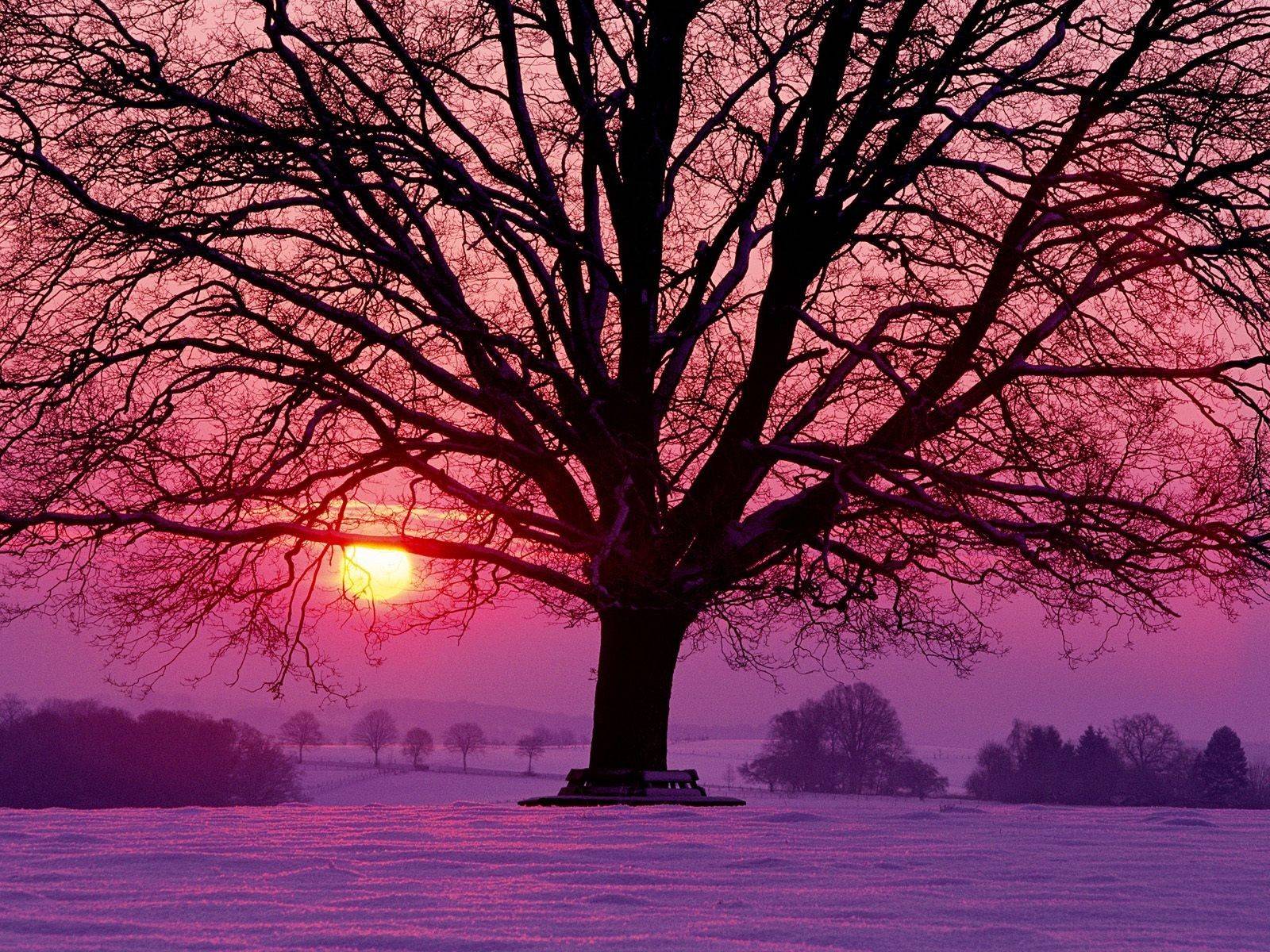 Pink+Sunset.jpg