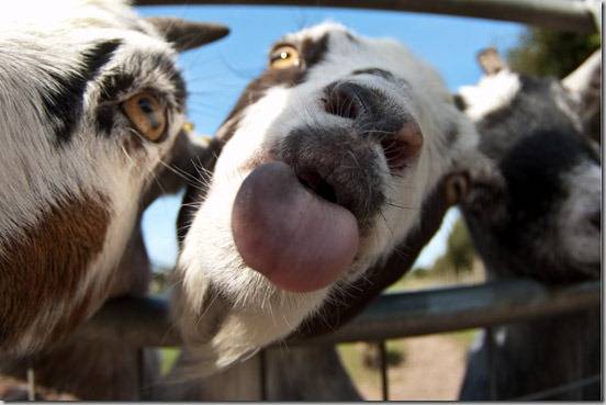 goat-sticking-out-tongue.jpg%3Fw%3D584