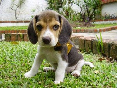 beagle-puppy-sitting-on-grass.jpg
