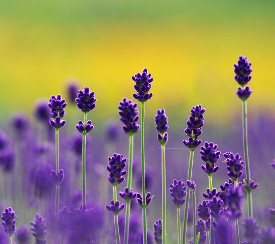 Purple-Lavender-colors-34532105-960-854.jpg