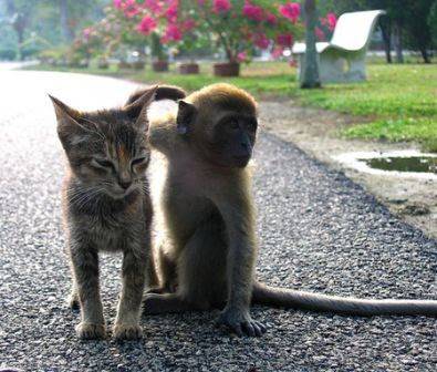 cute+animals+funny+animals+cutest+baby+animals+free+pictures+cute+baby+monkey+and+kitty.jpg