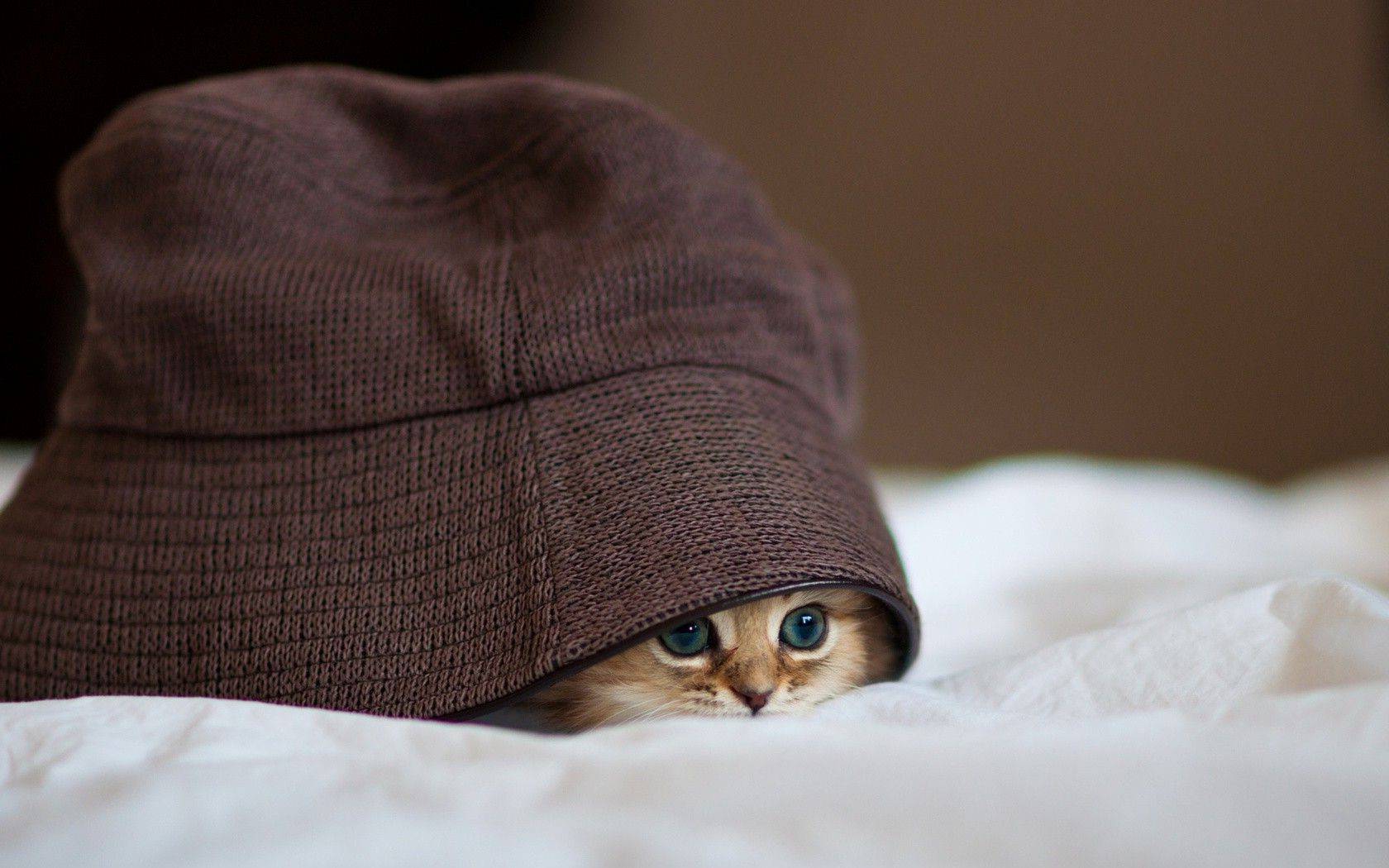 289963-animals-cat-pet-kittens-hat-blankets-depth_of_field-hiding-woolen-blue_eyes.jpg